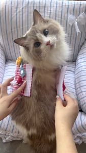 Set bộ dây dắt Chó Mèo kèm yếm ngực và nón đội cùng tông màu dễ thương (mẫu mới) - Love Pets Shop