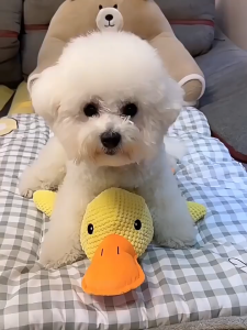GREENPETS Dog toy plush companion sleeping duck bite resistant teeth grinding sound relief duck sound toy