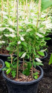 ราชาวดี กระถาง 11 นิ้ว ต้นสวยและแข็งแรง (กทม)