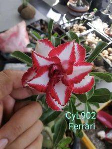 Adenium Kemboja Bonsai ID:902/富贵花