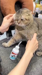 Dung dịch vệ sinh tai Bioline Ear Care 50ml cho chó mèo