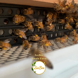 เกสรผึ้ง เกสรดอกไม้ 60 กรัม Bee Pollen 60g | ZeeBee อมตะฟาร์ม