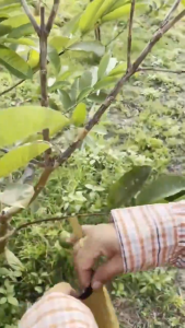 【จัดส่งจากกรุงเทพฯ】ถุงห่อมะม่วง รุ่นสีเหลือง ขนาด 20x30 ซม. ตราคาร์บอนเพชร ถุงคาร์บอนสองชั้น รุ่นอัพเกรด ถุงกระดาษคาร์บอน ถุงห่อฝรั่ง คาร์บอนขนาด 