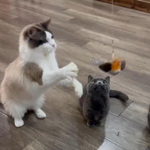 Cat Toy With Bird Chirping Sound When Touch Interactive Battery Toy For Kitten Toy With Feather Teaser Hunting