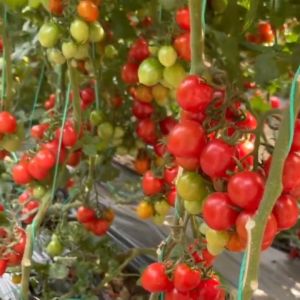 200 เมล็ด เมล็ดพันธุ์ มะเขือเทศ เชอรี่ สีแดง สวีทเกิร์ล มะเขือเทศเชอรี่ เมล็ดผลไม้ ผักสวนครัว บอนไซ ผักออร์แกนิก เมล็ดผัก