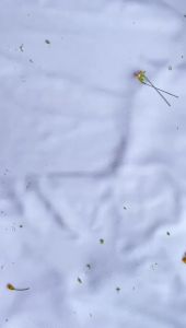 Kaos Kaki Jempol Telapak Hitam: Pilihan Modis dan Praktis