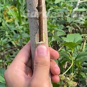 4 ชิ้น/เซ็ต 200m เทปพันกิ่งไม้ กว้าง 4 cm การดำเนินการการผลิต ฟิล์มพันกิ่ง ฟิล์ม PE และฟิล์มพันกิ่ง เทปยืดได้อีกเท่าตัว