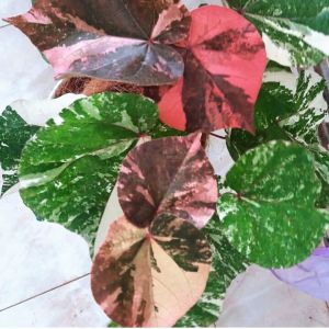 Waru Variegata Jepang 3 color/bahan Bonsai tanaman hias waru tiga warna