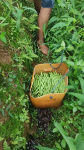 Benih Bibit Buncis LOGAWA 225 Butir dari Cap Panah Merah Biji Buncis Hijau Bibit Tanaman Sayuran
