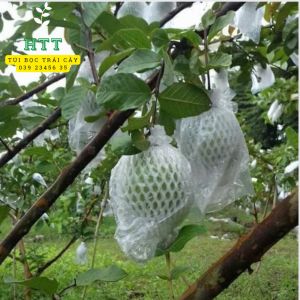 1KG TÚI XỐP BỌC ỔI VÚ SỮA HOÀNG KIM... ĐÃ LỒNG SẴN - VẬT TƯ NÔNG NGHIỆP