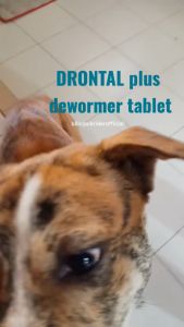 Drontal Dog 1 Tablet Tasty Dewormer Tablets for Dogs Heartgard Dog Ubat Cacing Kucing