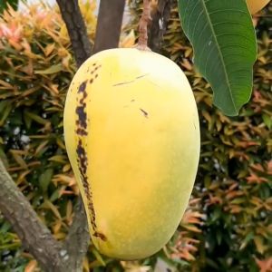 BIBIT MANGGA COKANAN CHOKANAN Aneka Bibit Unggul NIRWANA