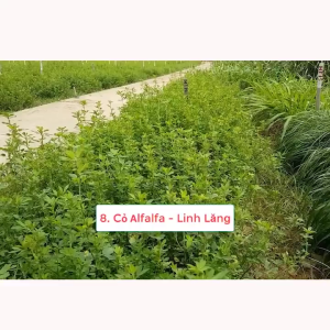 Gói 100g.Hạt giống cỏ chăn nuôi linh lăngcỏ đậu (Alflafla) cho gia súc gia cầm-gieo trồng quanh năm