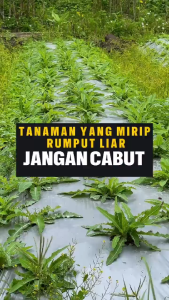 HERBAL INDO UTAMA Tempuyung Herbal Batu Ginjal Empedu Saluran Kencing