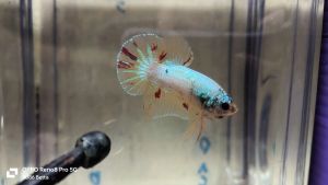 ikan laga-Betta yellow base vanda(male)28/8