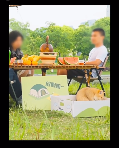 Disposable Cat Litter Tray with Splash Guard Foldable Open for Outdoor Portable