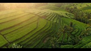 Bột lá tía tô OBAXUA nguyên chất 100% Organic - Kềm dầu Giảm mụn mờ thâm nám sáng da