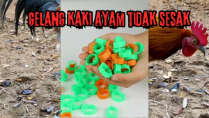 gelang ayam unggas ukuran besar tidak sesak ukuran bisa di sesuaikan polos bisa bebas nulis code sendiri zeorfarm