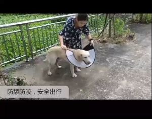 คอลล่า ปลอกคอกันเลีย สำหรับสุนัขและแมวแบบนุ่ม ไม่บาดผิว กันกัด กันเลียแผล มีหลายขนาดให้เลือกซื้อ#P016