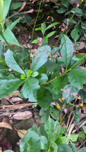 Daun Ginseng Jawa / Obat Herbal Daun Ginseng Jawa Segar