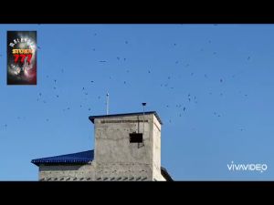 ÂM THANH NHÀ YẾN - TRỌN BỘ STORM 777 - MADE IN MALAYSIA