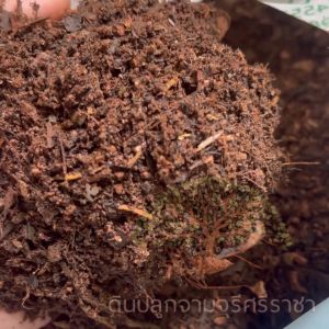 ดินผสมใบก้ามปูสูตรเพาะดี (น้ำหนัก 3 kg.) พร้อมใช้ (กรุณาสั่งสินค้าไม่เกิน 5 ถุง/ 1 ออเดอร์นะคะ)