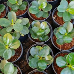 ช้อนเงินช้อนทอง พร้อมกระถาง 3 นิ้ว ต้นไม้มงคล *แถมกาบมะพร้าว* ต้นไม้มงคลสวยๆ ต้นไม้จิ๋ว เสริมดวง นำโชค ปรับฮวงจุ้ย ต้นไม้แต่งบ้าน คอนโด