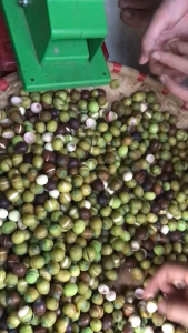 Máy bóc vỏ hạt sen tươi - Máy tách vỏ sen thủ công mẫu 2 lưỡi cắt