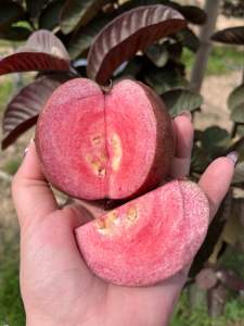 ฝรั่งไส้แดงอโยธยา 3 (เสียบยอดสายพันธุ์แท้)