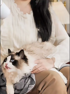 SG Stock Pet Dryer Pet Hair Dryer Cat Dryer Dog Dryer Pet Hair Dryer Cat Dryer New Style Tempered Glass Door C-Type Bottom