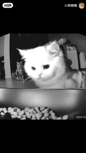 SG【Ready Stock】Remote Video Monitoring Smart Feeder Pet Automatic Cat Supplies Voice interaction1