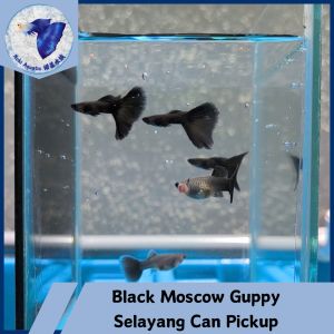 Black Moscow Guppy 1Pair Free Apple Snails