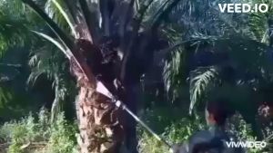 เครื่องแทงทลายปาล์ม เครื่องตัดปาล์มน้ำมัน ใช้งานดี ทนทาน สินค้าขายดีมียอดขายสูงสุด เปลี่ยนได้ 3หัว พร้อมชุดต่อความยาว มีอนุสิทธิบัตร