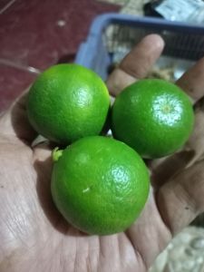 JERUK NIPIS JERUK NIPIS 1 KG PERAS ASLI UNTUK DIET PROMIL