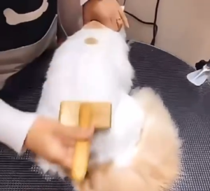 (SG INSTOCK)~ Pet cat dog rabbit bunny bamboo slicker brush for grooming/Slicker brush for combing/comb w/ or w/pin
