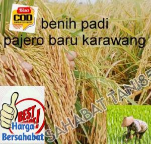 benih padi pajero baru kerawang 5kg