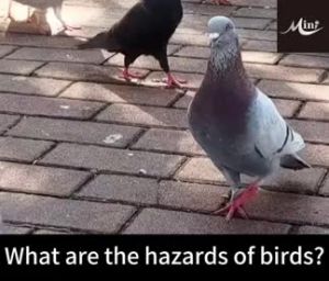 50years without birds Buy 1 Free 5 Bird repellent outdoor All birds stay away！Pigeons repellent Penghalau burung merpati Long-lasting effect not easy to evaporate. Suitable for various places.Bird spikes Drive away crow magpie pigeons 驱鸟神器 赶鸟神器