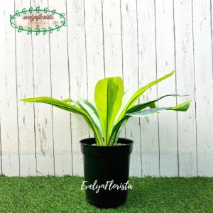 Pohon Daun Pandan Bali X12 Plastik Artificial Pot Effiel Hitam Pajangan Dekorasi Rumah