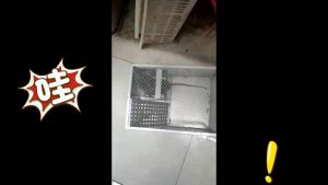 ✅【ＢＩＧ】Perangkap Tikus Besi Double Door Mouse Trap Reuseable Multi Catch Mouse Trap Rat Trap Cage Perangkap Tikus Sangkar