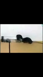 iandmysis2019 กรงดักหนู ที่ดักหนู กับดักหนู ดักหนูแบบไม่ต้องฆ่าหนู อุปกรณ์ดักจับหนู ปลอดภัย ไร้สารเคมี กรงดักหนูอัตโนมัติ