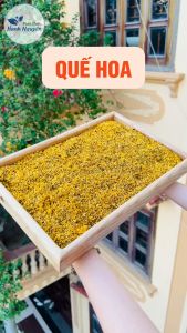 Trà hoa quế 100g mộc hoa dùng pha trà làm bánh chưng yến giúp đẹp da dưỡng nhan an thần