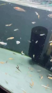 [DOA] Platinum Medaka Ricefish