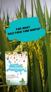 Mahakam Mantazeb 80 WP 1 KG Fungisida Pestisida Pembasmi Penyakit Tanaman Kentang