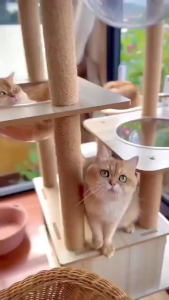 [SG SELLER] Large Cat Tree Condo Multi-Level Pet Cat Tree Tower House Bed Nest Cat Condo Wooden Post Large Cat Tree Scratching Pole