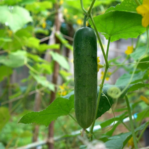 เมล็ดพันธุ์ แตงร้านรัศมี (กระป๋อง)