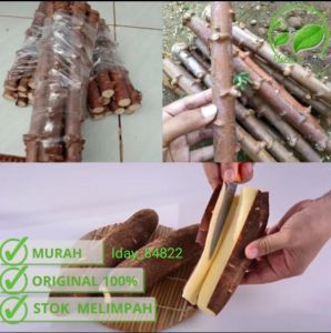 bibit singkong madu hibrida bibit super jumbo siap di tanam