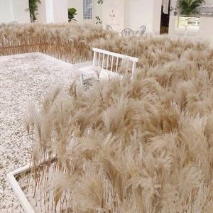 Natural Dry Flower Pampas Grass Bouquet Window Decorations Wheat Spike Wedding Props Artificial Flowers Home Decor Accessories