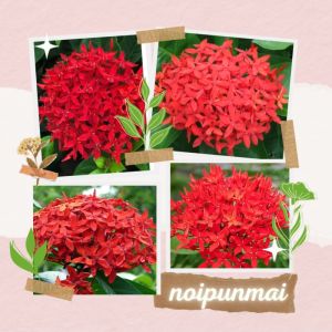 6 นิ้ว ต้นเข็มดอกใหญ่ ดอกสีแดง กระถาง ส่งพร้อมกระถาง