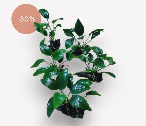 anubias Nana ukuran besar media kayu rentek aquascape