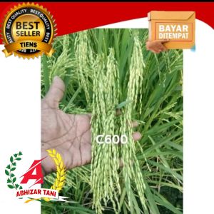 Benih padi C 600 berkualitas 1kg